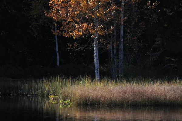 Herbstlandschaft Mit Birke Seeufer — Stockfoto