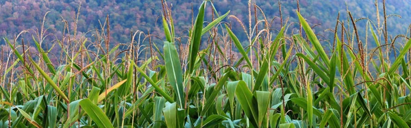 Perto Plantas Milho — Fotografia de Stock