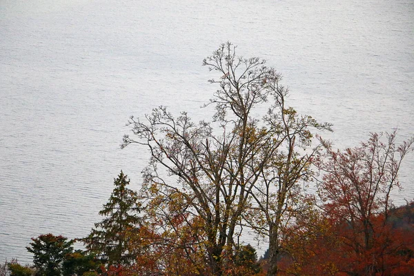 stock image autumn trees near a lake shore