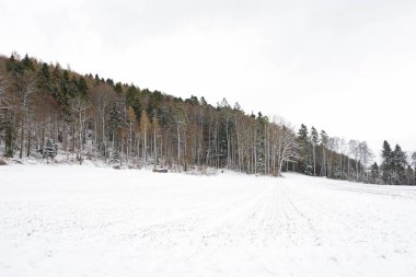 Kışın orman manzarası