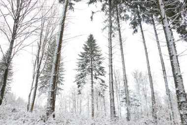 Kışın orman manzarası