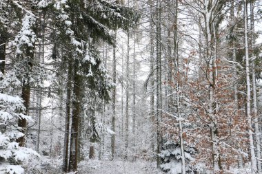 Kışın cennet gibi orman manzarası