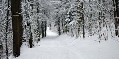 Kışın orman manzarası