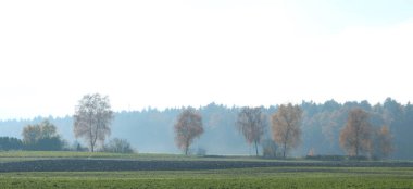 Kırsal alanda ağaçlar ve tarlalar