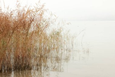 Kasım 'da bir göl kıyısındaki sazlıkların manzarasını kapat.