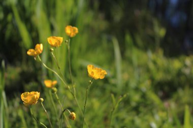 Çayırdaki çiçekleri kapatın.