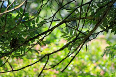 Yazın yapraklar ve ağaç dalları