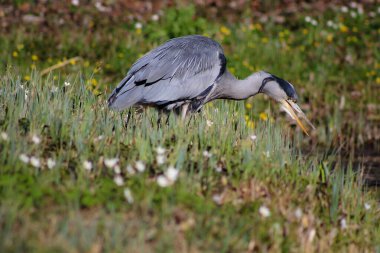 Gri balıkçıl bir göletin kıyısında