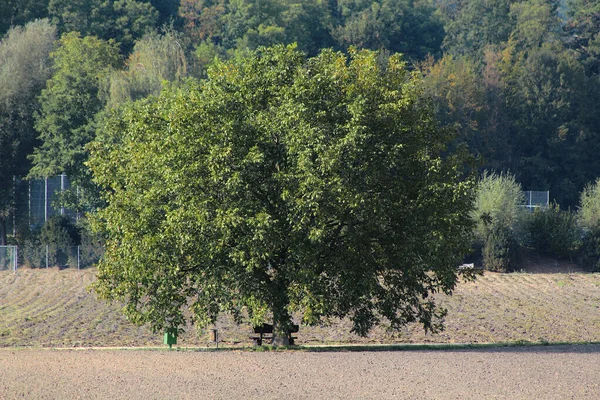 Δέντρο Χωράφι — Φωτογραφία Αρχείου