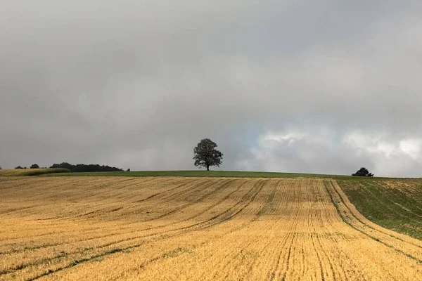 Árbol Solitario Una Colina — Foto de Stock