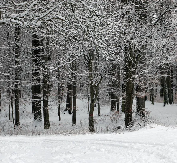 森林树木的冬季景观 — 图库照片