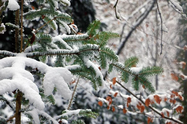 森林里被雪覆盖的树枝 — 图库照片