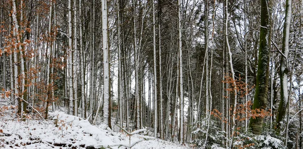 Troncs Arbres Couverts Neige Dans Une Forêt — Photo