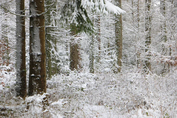 Idyllic Forest Landscape Winter — Stock Photo, Image