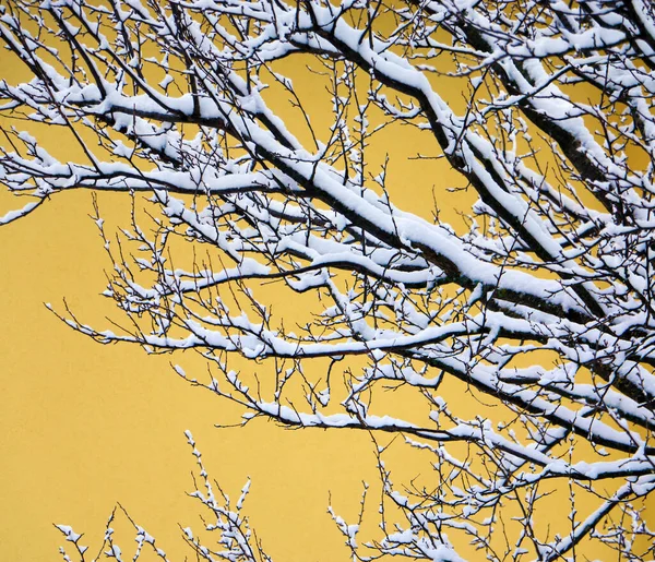 オレンジのファサードの前の雪に覆われた木の枝は — ストック写真