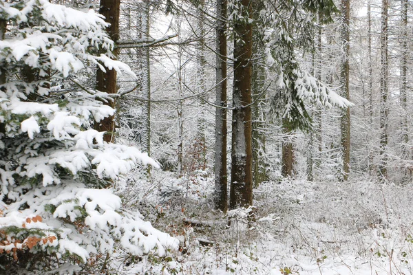 冬季田园诗般的森林景观 — 图库照片
