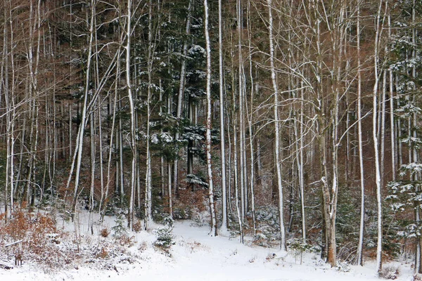Paisagem Florestal Inverno — Fotografia de Stock
