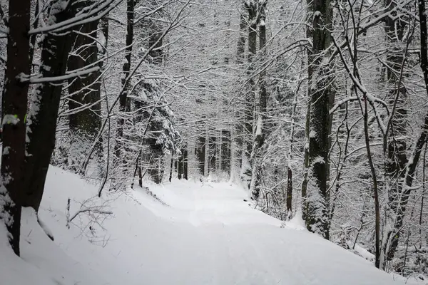 冬季森林景观 — 图库照片