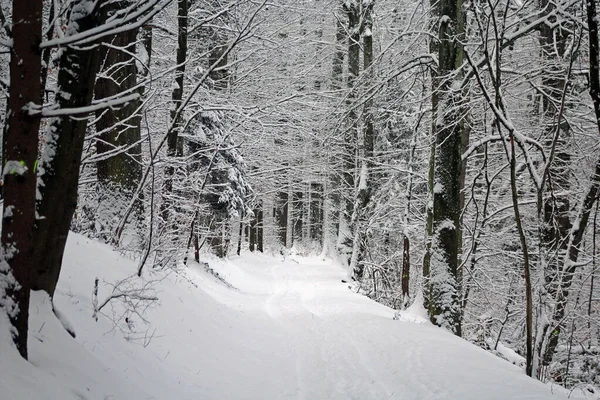 Лесные Пейзажи Зимой — стоковое фото