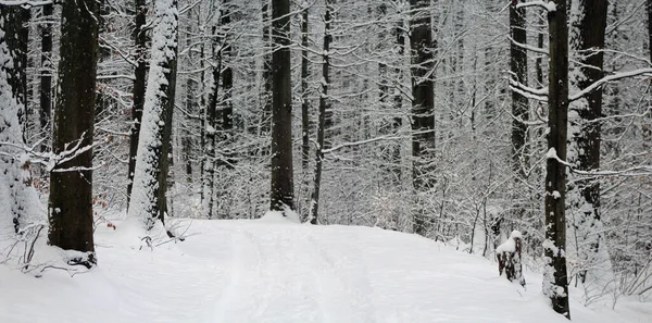 冬季森林景观 — 图库照片
