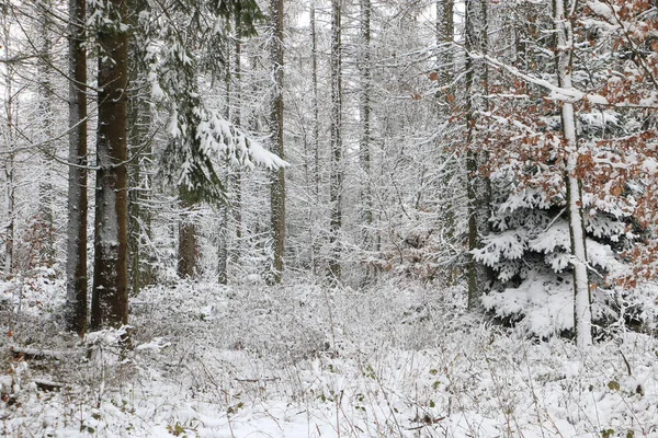 Idilliaco Paesaggio Forestale Inverno — Foto Stock