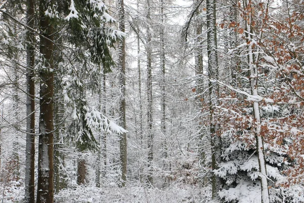 Idyllische Waldkulisse Winter — Stockfoto