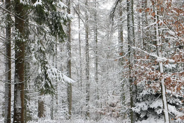 Idyllische Waldkulisse Winter — Stockfoto