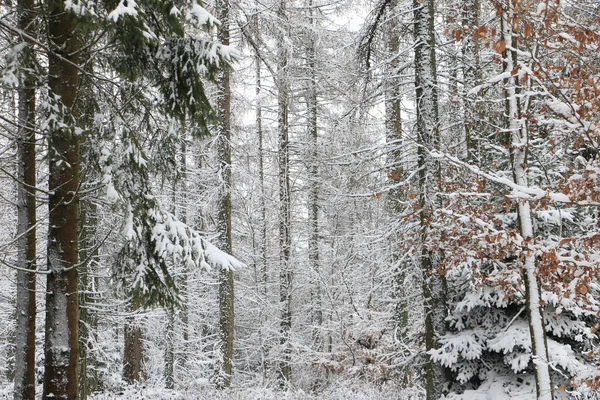 Idyllic Forest Scenery Winter — Stock Photo, Image