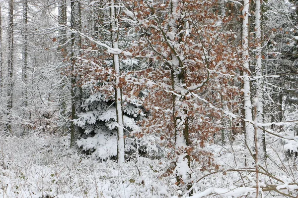 Cenário Florestal Idílico Inverno — Fotografia de Stock