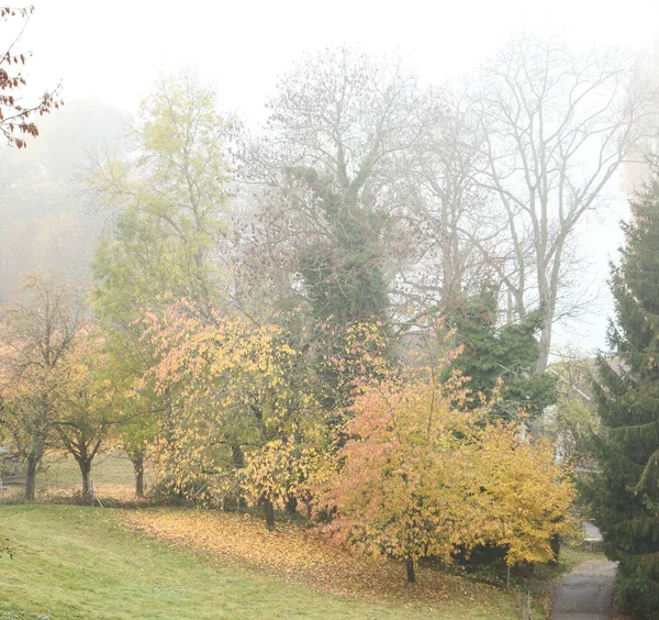 Nebuloso Outono Paisagem Com Uma Variedade Árvores — Fotografia de Stock