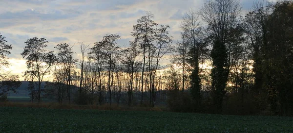 Arbres Sur Champ Crépuscule — Photo