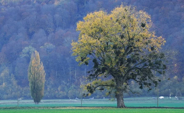 秋になると野原の木は — ストック写真
