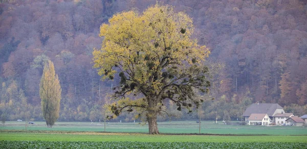 Copac Câmp Toamna — Fotografie, imagine de stoc