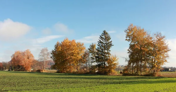 Поля Деревья Осенью — стоковое фото