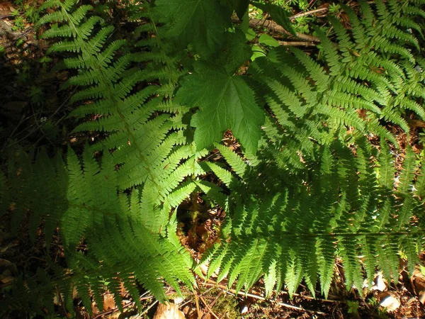 Pianta Felce Sul Pavimento Della Foresta Estate — Foto Stock