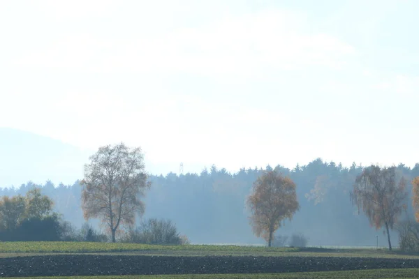 Paisagem Rural Com Campo Árvores — Fotografia de Stock