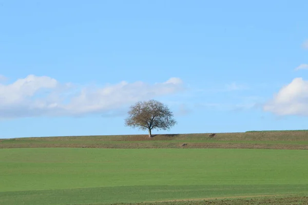 Peisaj Rural Câmp Copac — Fotografie, imagine de stoc