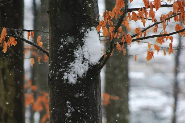 用树枝和一小片雪把树干封起来 — 图库照片