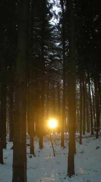 傍晚时分 阳光穿过森林的树木 — 图库照片