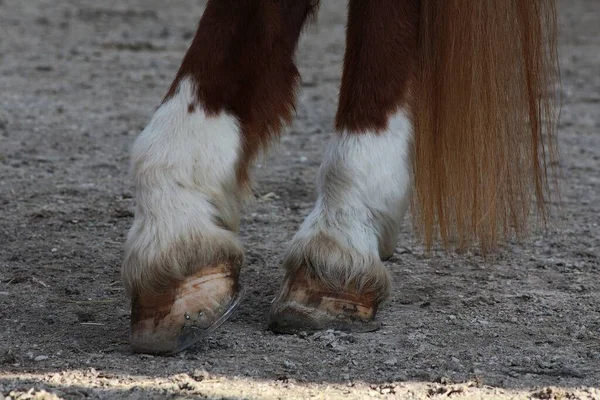 Hooves Horse — Stock Photo, Image