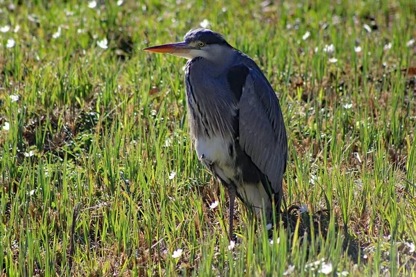 Grey Heron Shore Pond — Stock Photo, Image