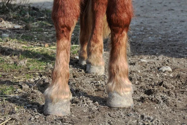 Hufe Aus Nächster Nähe — Stockfoto