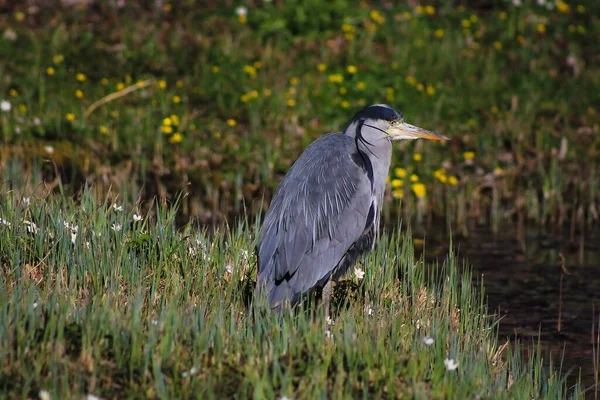 Grey Heron Shore Pond — Stock Photo, Image