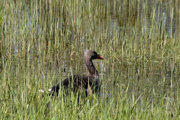 Goose Shore Pond — Stock Photo, Image