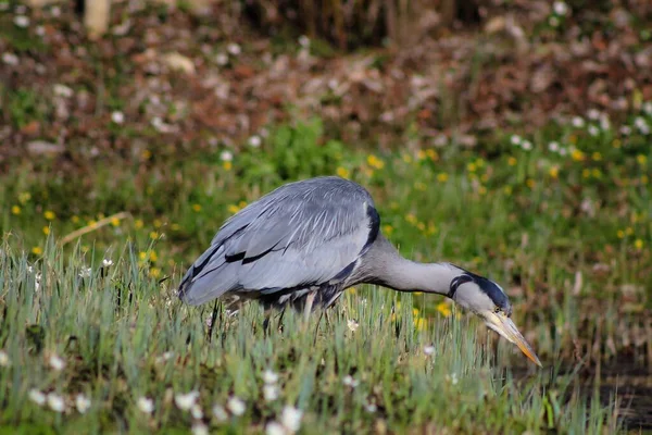 Garza Gris Orilla Estanque — Foto de Stock