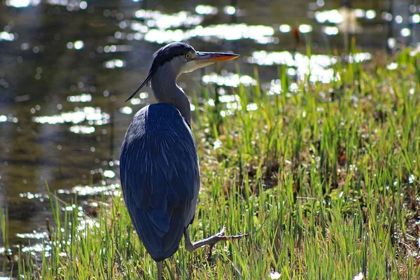 Graureiher Ufer Eines Teiches — Stockfoto