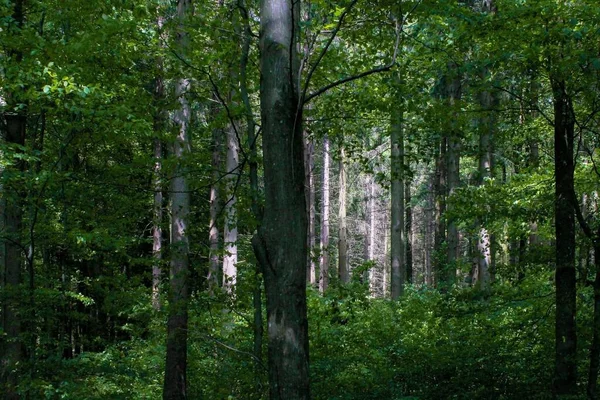 Yazın Bir Ormanda Işık — Stok fotoğraf