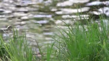 Nehir Kıyısı Ayrıntıları