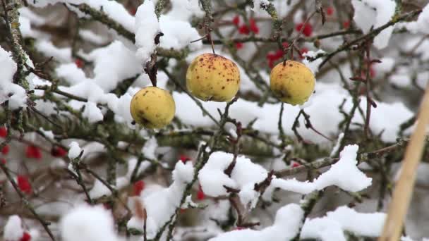 Ciruelas amarillas — Vídeos de Stock