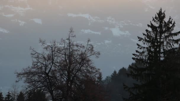 Arbres sur une pente de montagne — Video